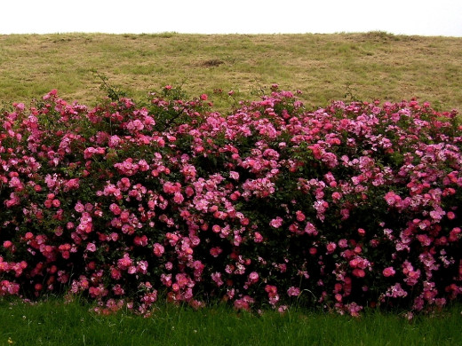 419127 (a): :1024x768